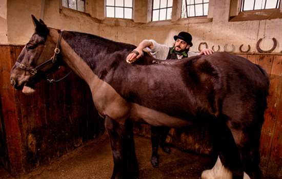 A man grooms a horse with a brush in Audley End stables.