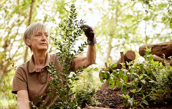A gardener in English Heritage uniform tends to a small tree in the wooded area at Marble Hill.