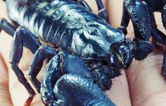 A close-up view of a small Scorpion.